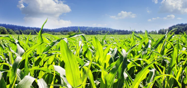 agriculture